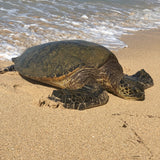 Honu Hawaiian Turtle Sterling Adj Toe Ring