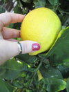 5mm Bold Sterling Thumb Ring shown on a hand